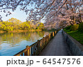 倉敷市の酒津公園のサクラ 64547576