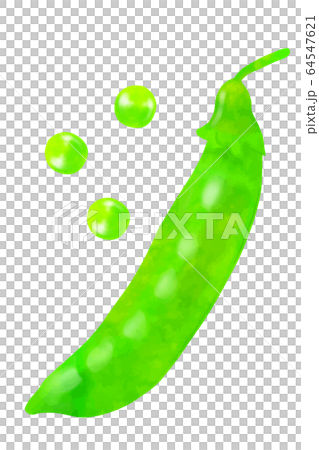 サヤエンドウ 64547621