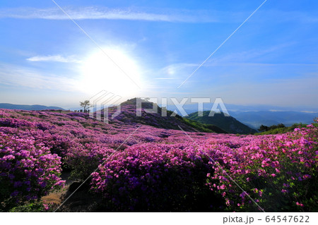 花 ツツジ ピンク 64547622