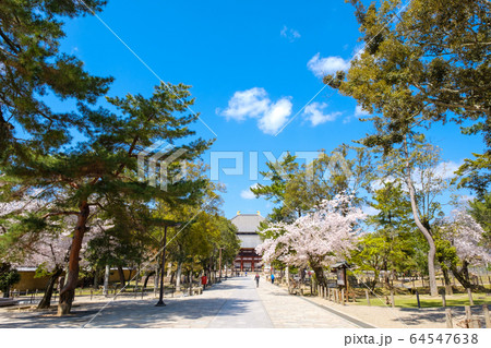 桜咲く東大寺の参道 2020年4月 桜咲く東大寺の参道 2020年4月 64547638