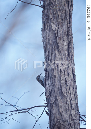 キバシリ（北海道） 64547764