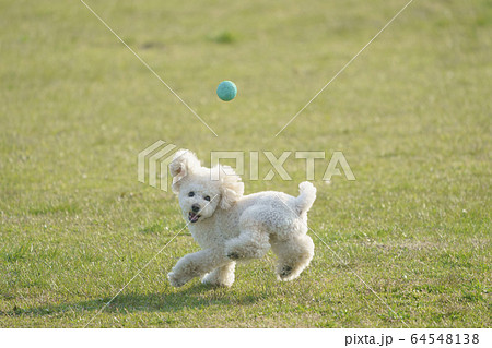 ボールを追いかける犬の写真素材