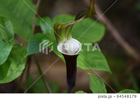 雪餅草の花 雪餅草の花 64548179