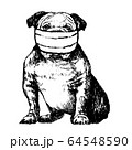 illustration of Bulldog with mask 64548590