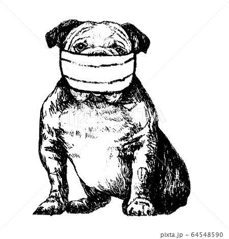 illustration of Bulldog with mask 64548590