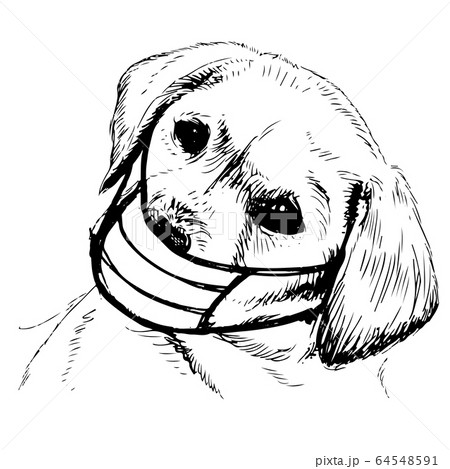 illustration of Labrador Retriever dog with mask 64548591