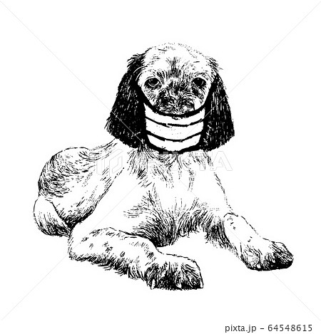illustration of English setter dog with mask 64548615