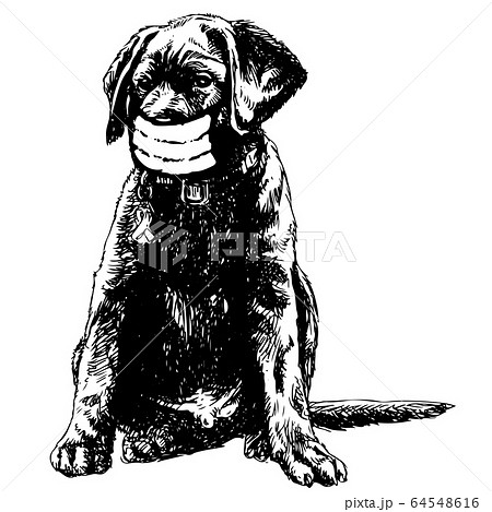 illustration of Labrador Retriever dog with mask illustration of Labrador Retriever dog with mask 64548616