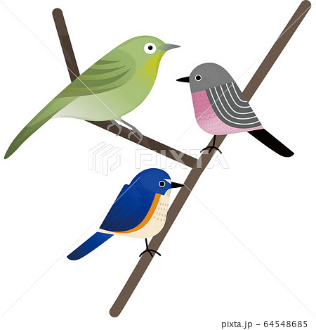 鳥 bird 64548685