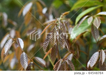 樫の木の若葉の写真素材