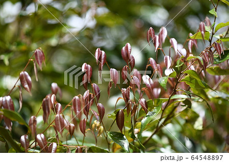 椎の木の若葉 椎の木の若葉 64548897