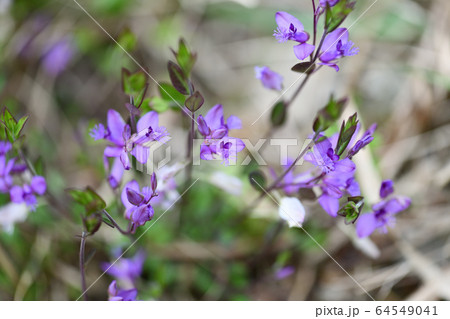 ヒメハギ 64549041