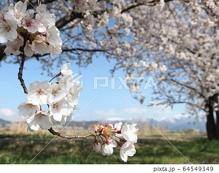 新潟県　加治川堤桜 64549349