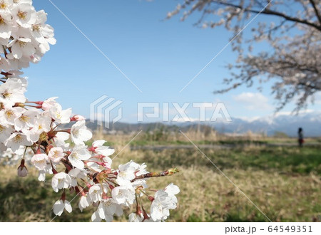 新潟県　加治川堤桜 64549351