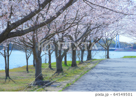 桜並木 64549501