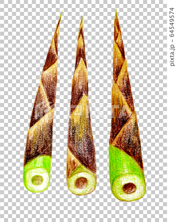 根曲がり竹の色鉛筆画 64549574