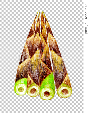 色鉛筆で描いた根曲がり竹の束 64549648