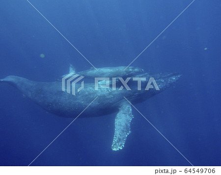 クジラ 64549706