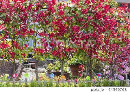 住宅_華やかな庭先_春 住宅_華やかな庭先_春 64549768