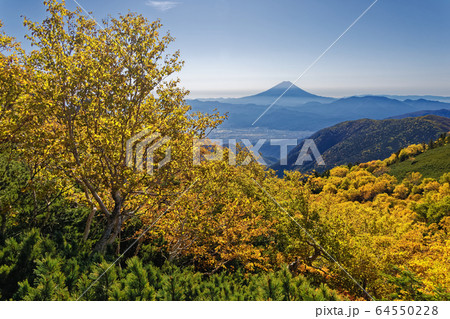 南アルプス・鳳凰三山・薬師岳のダケカンバの黄葉と富士山の眺め 64550228