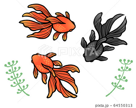 金魚と水草のイラストセット 赤 黒 のイラスト素材