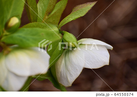 クリスマスローズの花とつぼみ クリスマスローズの花とつぼみ 64550374