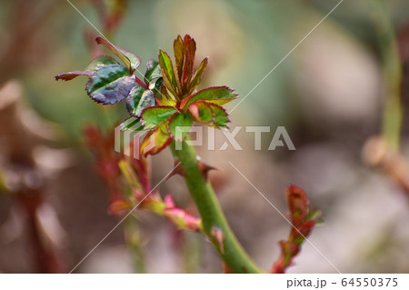 バラの赤い芽 64550375