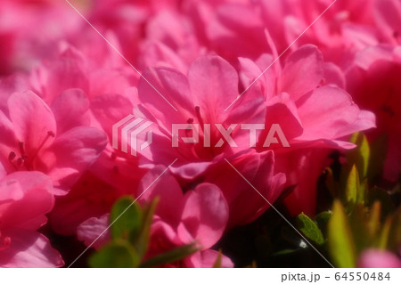 春の木の花：つつじ（キリシマ）：山田池公園 64550484