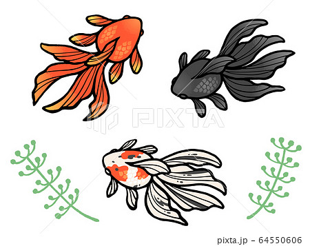 金魚と水草のイラストセット 赤 黒 キャリコ のイラスト素材 64550606 Pixta