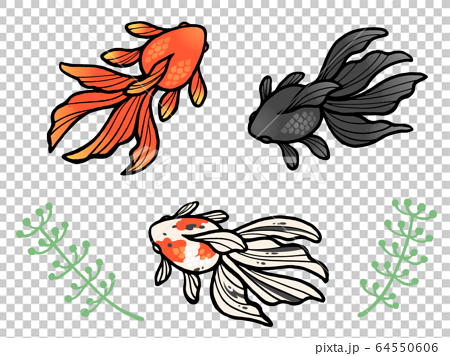 金魚と水草のイラストセット 赤 黒 キャリコ のイラスト素材