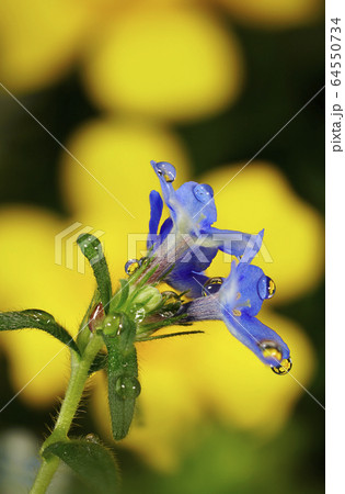 花と露 花と露 64550734