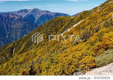 南アルプス・鳳凰三山・観音岳のダケカンバの黄葉と仙丈ヶ岳の眺め 64550920