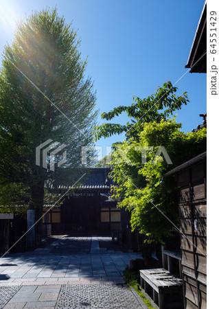 春の門前 小江戸川越 川越景観百選 養寿院 b-1 春の門前 小江戸川越 川越景観百選 養寿院 b-1 64551429