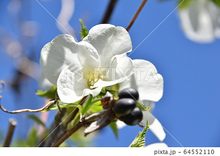 シロヤマブキ（白山吹） 64552110