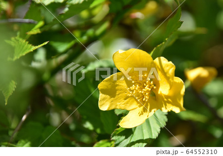 ヤマブキ(山吹) ヤマブキ(山吹) 64552310