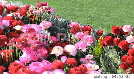 Ranunculus flowers on flowerbed 64552486