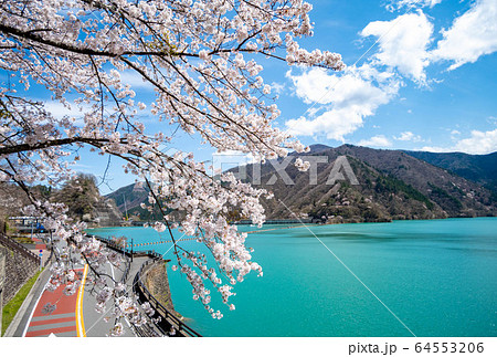 小河内ダムとサクラ 小河内ダムとサクラ 64553206