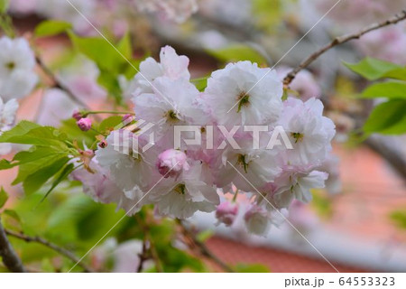台湾 桜 さくら 64553323