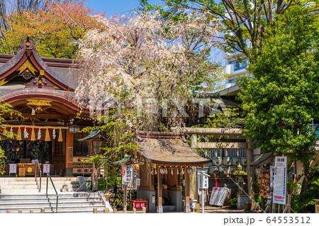春 新緑の神社 春 新緑の神社 64553512