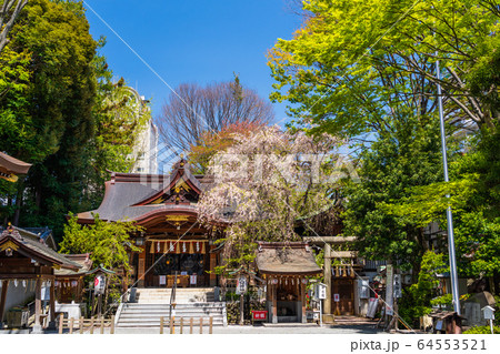 春　新緑の神社 64553521