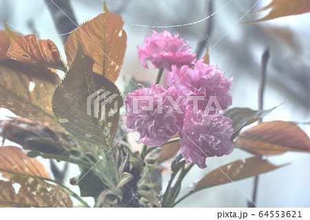 台湾 桜 さくら 64553621