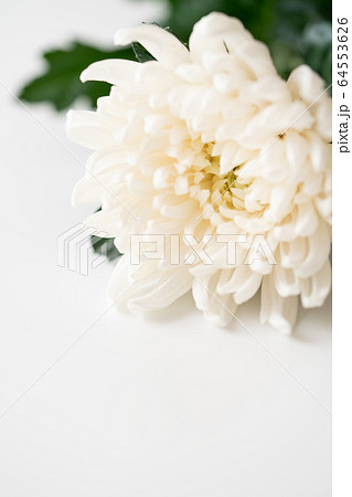 仏花 仏花 64553626