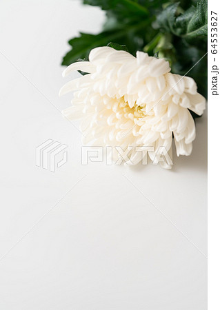 仏花 仏花 64553627