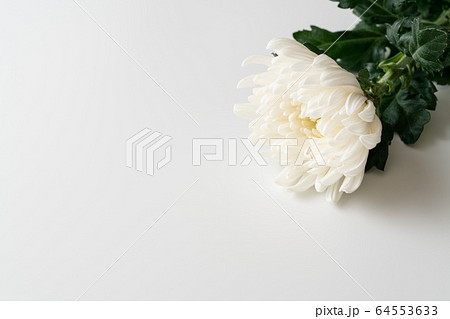 仏花 仏花 64553633