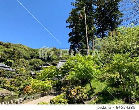 日本のお寺（円覚寺） / Japanese Temple 64554239