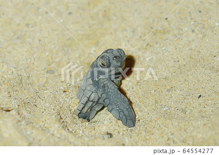 ウミガメの孵化 ウミガメの孵化 64554277