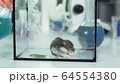 Experiment in modern chemistry laboratory: running smoke from flask into a glass container with mouse 64554380