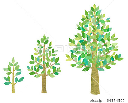 Growth Of Trees Stock Illustration