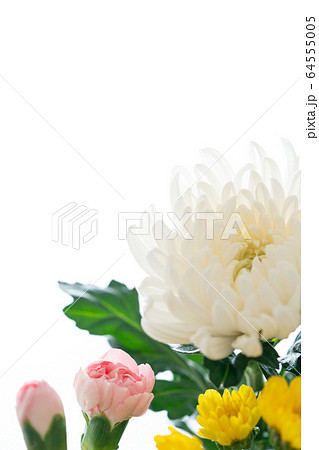 仏花 仏花 64555005