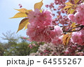 桜イメージ　八重桜 64555267